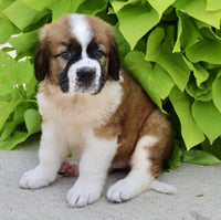 Saint Bernard