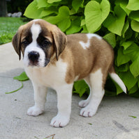 Saint Bernard