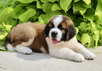 Saint Bernard