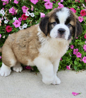 Saint Bernard