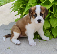 Saint Bernard
