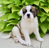 Saint Bernard