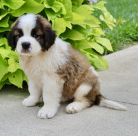 Saint Bernard