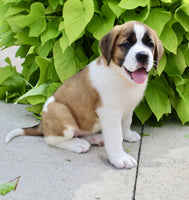 Saint Bernard