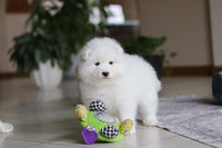 Samoyed