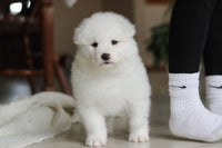 Samoyed