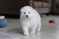  Samoyed