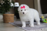 Samoyed