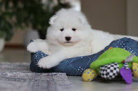 Samoyed