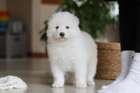 Samoyed