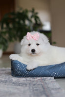  Samoyed