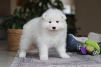 Samoyed