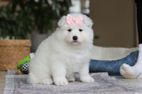  Samoyed