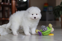 Samoyed
