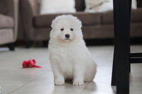 Samoyed