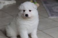  Samoyed