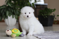Samoyed