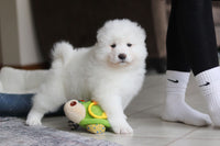 Samoyed