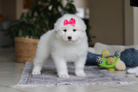 Samoyed