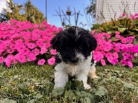 Schnoodle