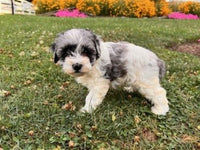 Schnoodle