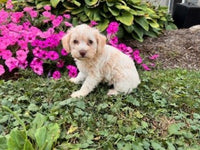 Schnoodle