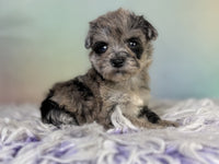 Schnoodle
