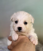 Schnoodle