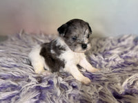 Schnoodle