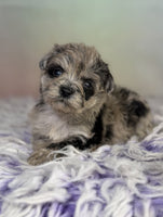 Schnoodle