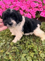 Schnoodle