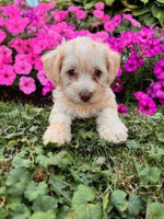 Schnoodle