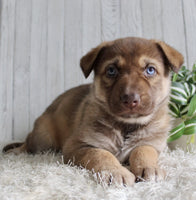 Shepherd Husky Mix