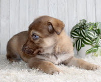 Shepherd Husky Mix