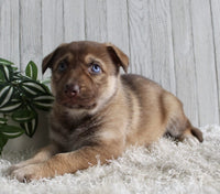 Shepherd Husky Mix