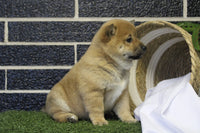 Shiba Inu