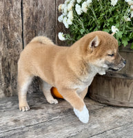 Shiba Inu