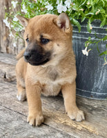 Shiba Inu