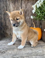 Shiba Inu