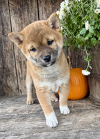 Shiba Inu