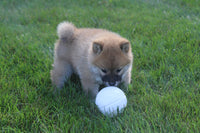 Shiba Inu