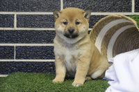 Shiba Inu