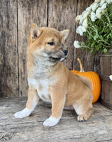 Shiba Inu
