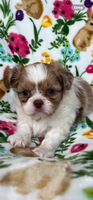 Shih-Chi