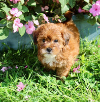 Shihpoo