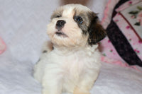 Shihpoo