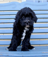 Shihpoo