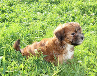 Shihpoo