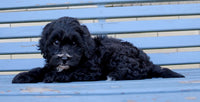 Shihpoo