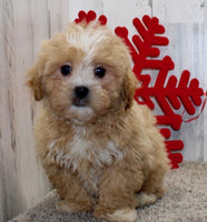 Shihpoo